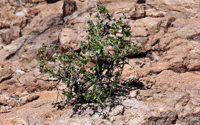 Crossosoma bigelovii, Ragged Rockflower, Southwest Desert Flora